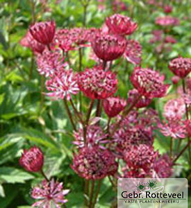 Astrantia maj. 'Claret'
