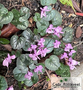 Cyclamen coum