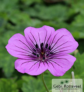 Geranium 'Pink Penny'