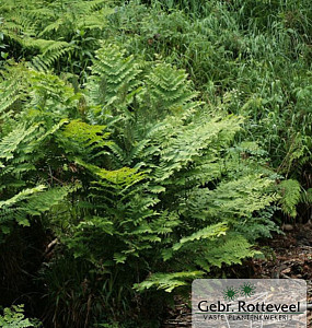 Osmunda regalis