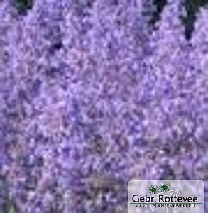 Nepeta 'Grol'