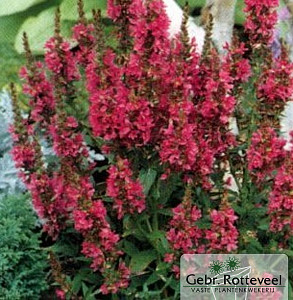 Lythrum sal. 'Robert'