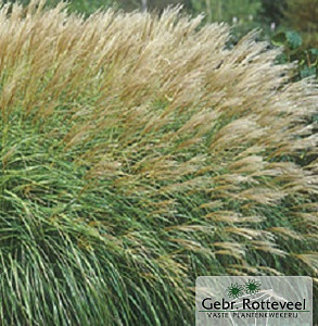Miscanthus sin. 'Adagio'