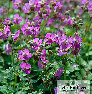 Geranium cant. 'Karmina'