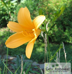 Hemerocallis middendorffii