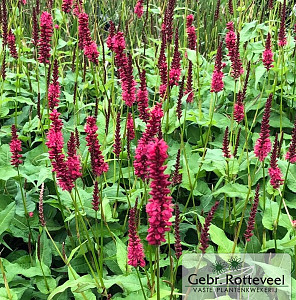 Persicaria amplex. 'Dark Red'