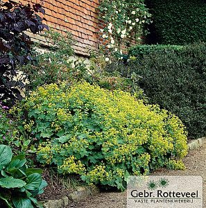 Alchemilla mollis