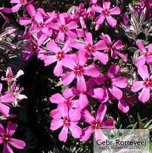 Phlox (S) 'Atropurpurea'