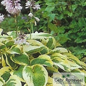 Hosta 'Wide Brim'