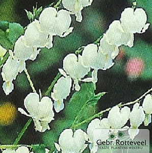 Dicentra spectabilis 'Alba'