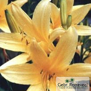 Hemerocallis lilioasphodelus