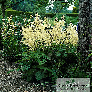 Aruncus dioicus