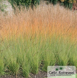 Molinia caerulea 'Heidebraut'