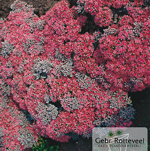 Sedum cauticola 'Lidakense'