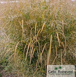 Panicum virgatum 'Squaw'