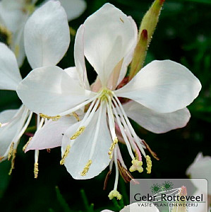 Gaura lind. 'Short Form'