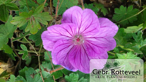 Geranium 'Blushing Turtle'