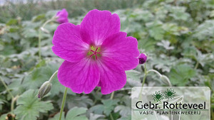 Geranium rivers. 'Russell Prichard'