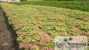 Sedum spectabile 'Brillant'