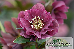 Helleborus or. 'Double Ellen Red'