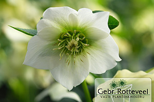 Helleborus or. 'Pretty Ellen White'