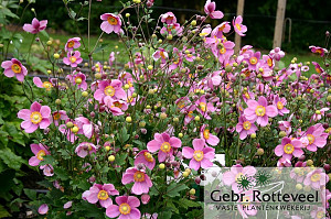 Anemone hup. 'Praecox'