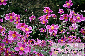 Anemone hup. 'Splendens'