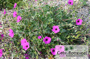 Geranium cin. 'Giuseppii'