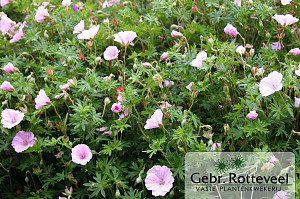 Geranium sang. 'Striatum'
