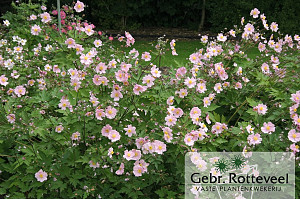 Anemone hup. 'September Charm'