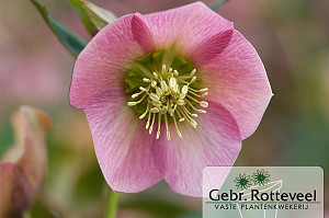 Helleborus or. 'Pretty Ellen Pink'