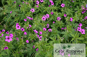 Geranium 'Patricia'