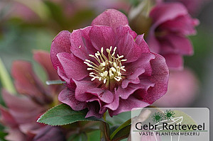 Helleborus or. 'Double Ellen Red'