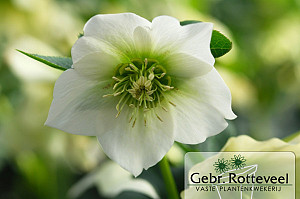 Helleborus or. 'Pretty Ellen White'
