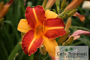 Hemerocallis 'Frans Hals'