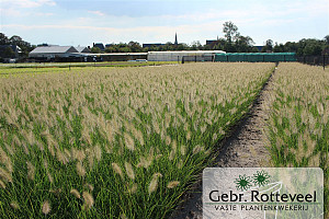 Pennisetum al. 'Hameln'