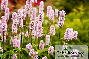 Persicaria aff. 'Superba'