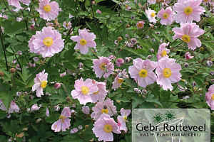 Anemone hup. 'September Charm'