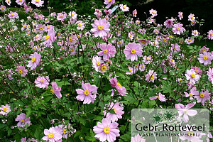 Anemone hyb. 'Serenade'