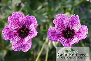 Geranium cin. 'Laurence Flatman'