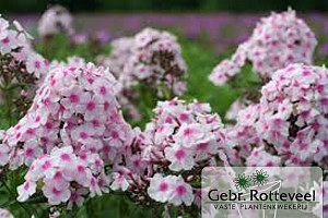 Phlox (P) 'Europa'