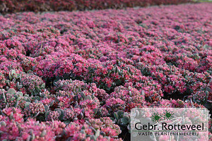 Sedum cauticola 'Lidakense'