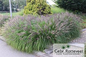 Pennisetum al. 'Moudry'