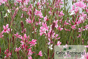 Gaura lind. 'Siskiyou Pink'