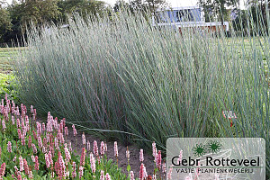 Schizachyrium sc. 'Prairie Blues'