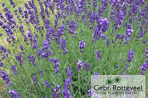 Lavandula angustifolia