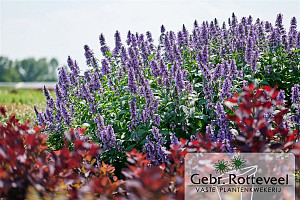 Nepeta Magical Mr Blue Sky
