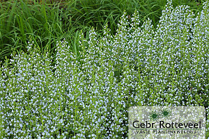 Calamintha n. nepeta