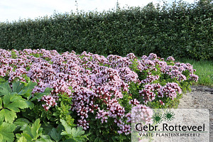 Origanum vulg. 'Compactum'