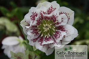 Helleborus o. 'D El. White Spotted'